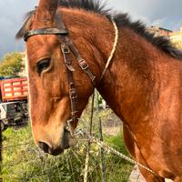 Cavallo 5 anni castrone