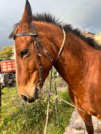 Cavallo 5 anni castrone