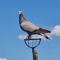 Piccioni addestrati cimbelli e volantini