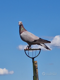 Piccioni addestrati cimbelli e volantini
