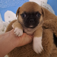 Cucciolo chihuahua maschio pelo raso