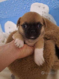 Cucciolo chihuahua maschio pelo raso