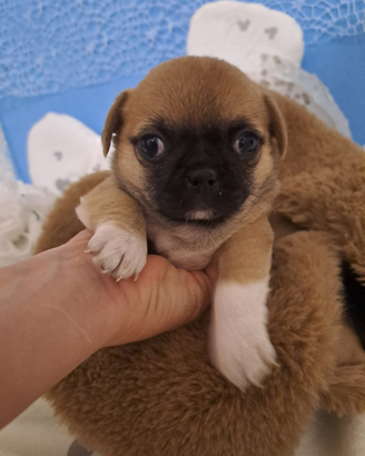 Cucciolo chihuahua maschio pelo raso