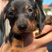 Cuccioli bassotto con pedigree