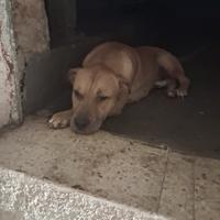 Cucciolo di un anno bravissimo