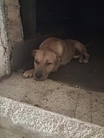 Cucciolo di un anno bravissimo