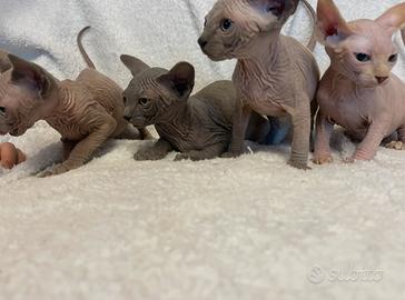 Sphynx