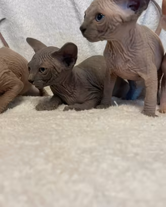 Sphynx
