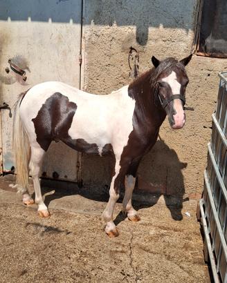 Pony maschio