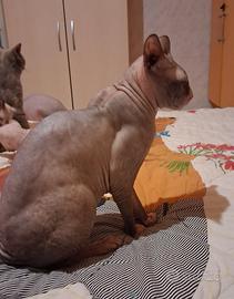 Gatto don sphynx flock