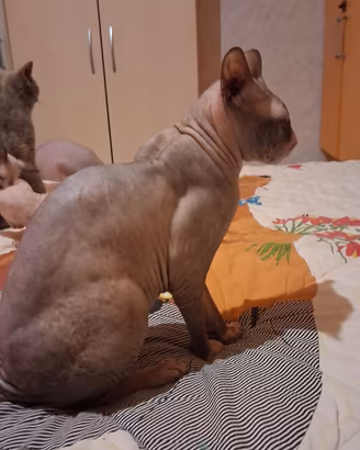 Gatto don sphynx flock