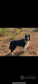 Cuccioli border collie