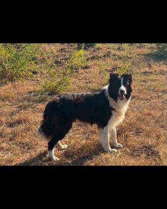 Cuccioli border collie