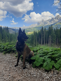 Pastore belga malinois maschio x monta