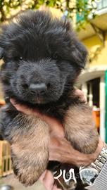 Pastore Tedesco cuccioli