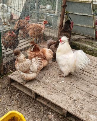Galline ornamentali
