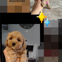 Maltipoo mini toy