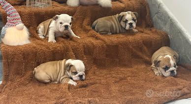 Cuccioli bulldog inglese pedigree