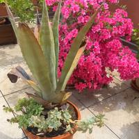 agave pianta grassa