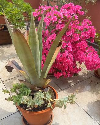 agave pianta grassa
