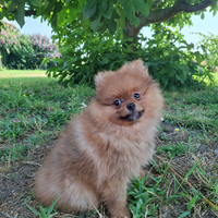 Spitz tedesco nano volpino di Pomerania