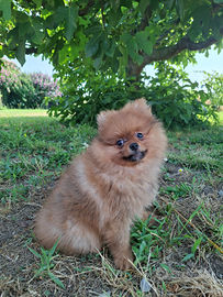 Spitz tedesco nano volpino di Pomerania