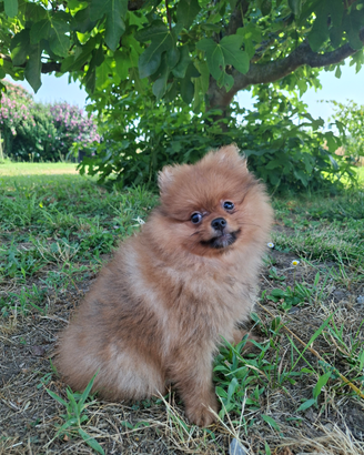 Spitz tedesco nano volpino di Pomerania
