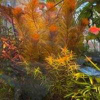 Myriophyllum – pianta acquatica per acquario