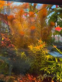 Myriophyllum – pianta acquatica per acquario