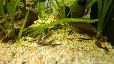 Ancistrus