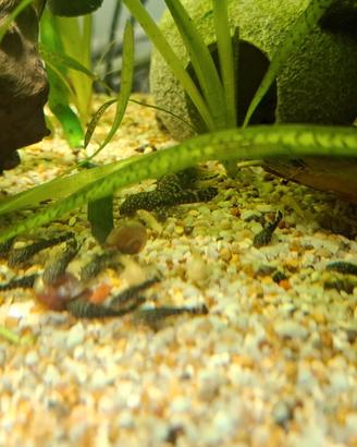 Ancistrus