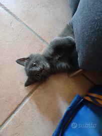 Cucciolo di gatto