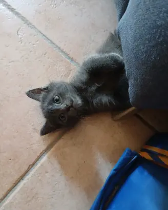 Cucciolo di gatto