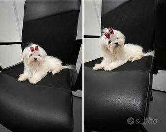 Maltesi Pedegree Enci