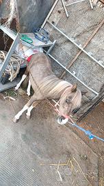 Mini pony maschio 70 centimetri