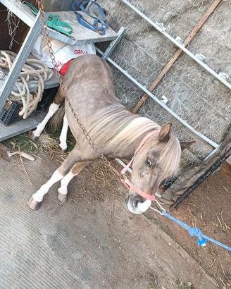 Mini pony maschio 70 centimetri