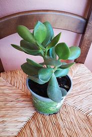Albero di giada ca 15 cm.