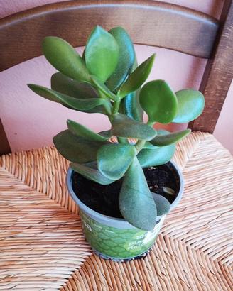 Albero di giada ca 15 cm.