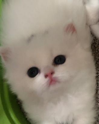 Gattini persiani chinchillà bianchi