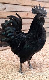 Galline e Galli di  varie razze 