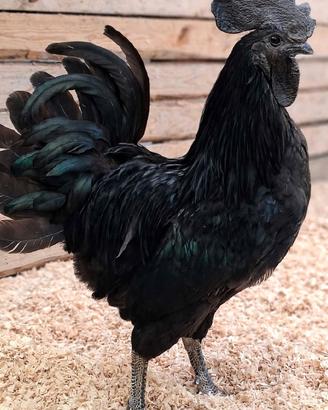 Galline e Galli di  varie razze 
