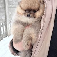 Spitz di Pomerania femmina ENCI FCI