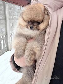 Spitz di Pomerania femmina ENCI FCI