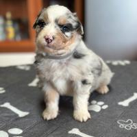 Cuccioli pastore australiano