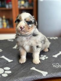 Cuccioli pastore australiano