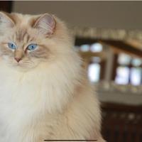 Ragdoll