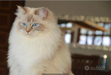 Ragdoll