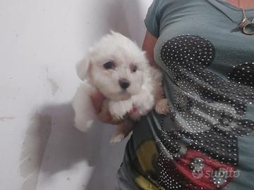 Maltese toy