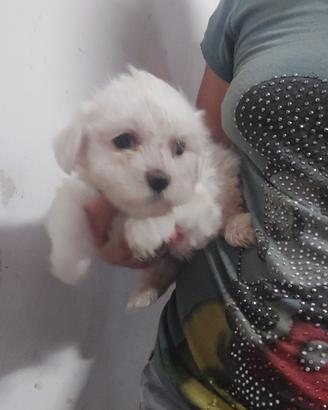 Maltese toy
