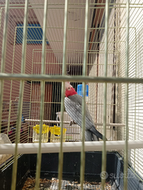Animali